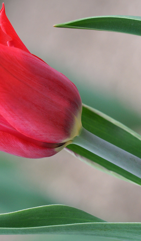 Красивый красный тюльпан 