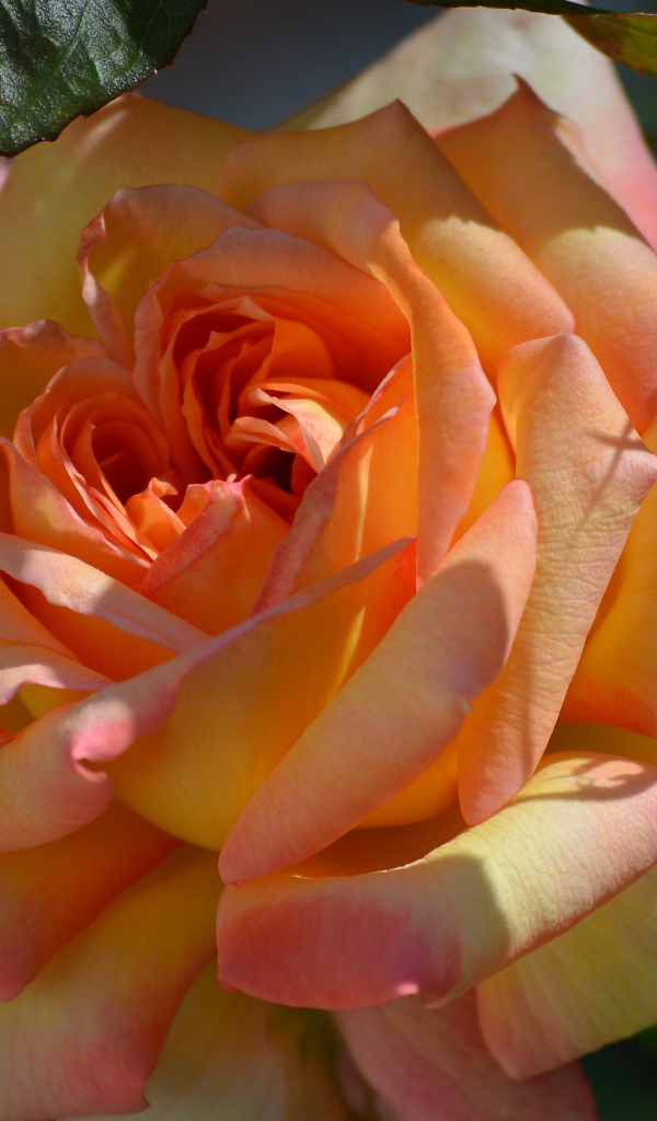 Красивая роза крупным планом 