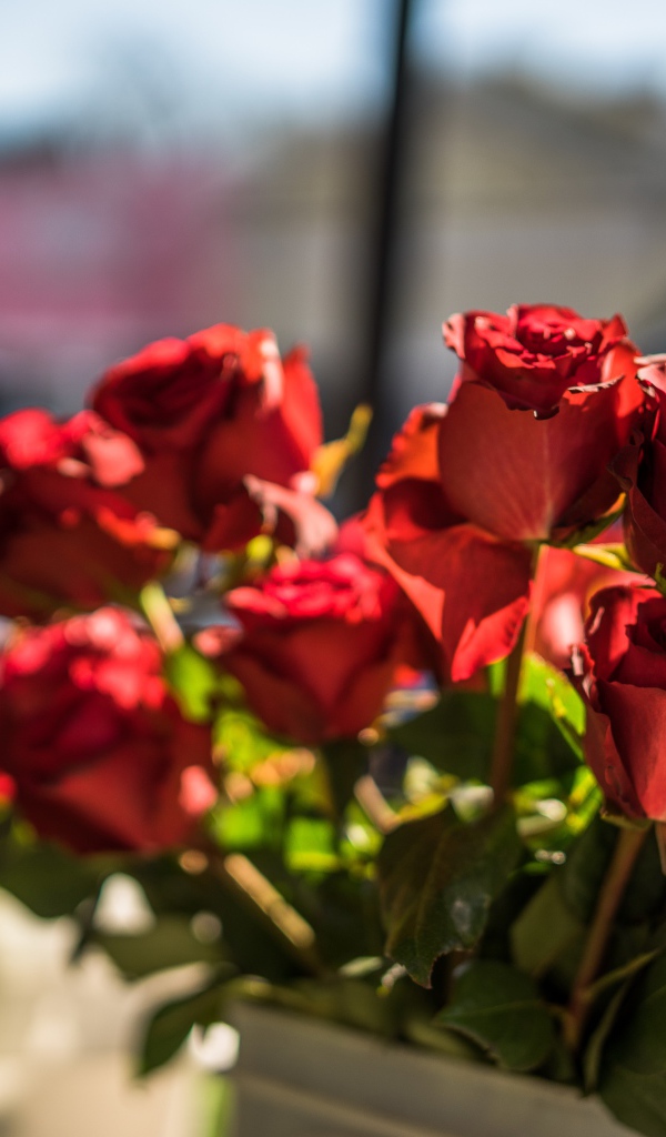 Красивые розы с красными лепестками