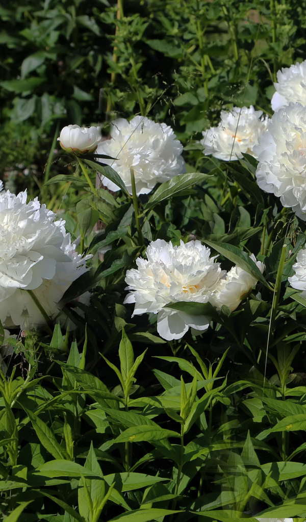 Красивые нежные белые пионы на клумбе