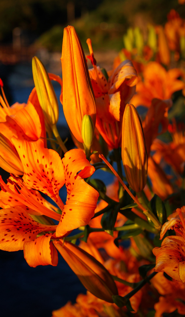 Красивый летний цветок тигровая лилия