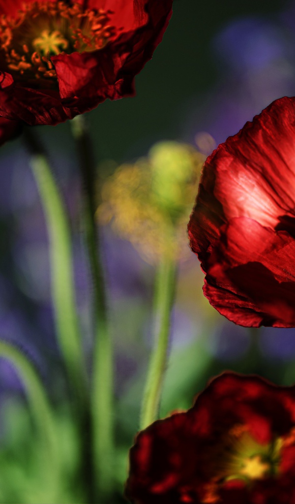 Красивые летние красные маки крупным планом 