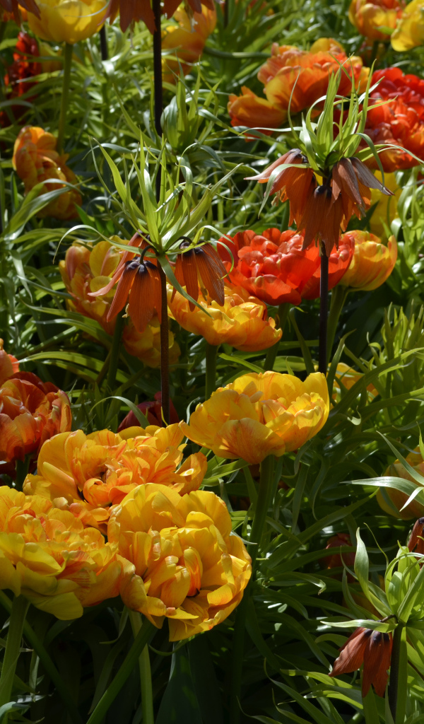 Красивые тюльпаны и рябчики на клумбе крупным планом