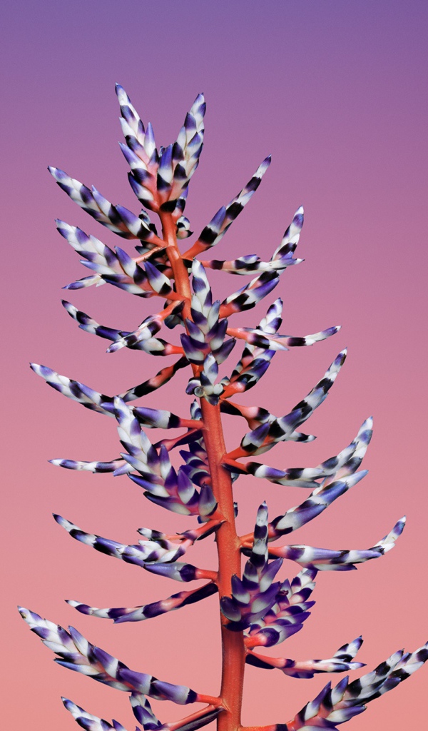 Красивый необычный цветок на розовом фоне