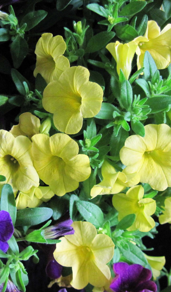 Красивые фиолетовые и желтые цветы петунии