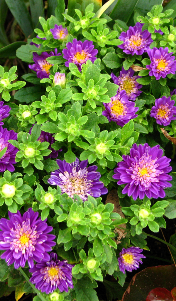 Красивые фиолетовые астры на клумбе 