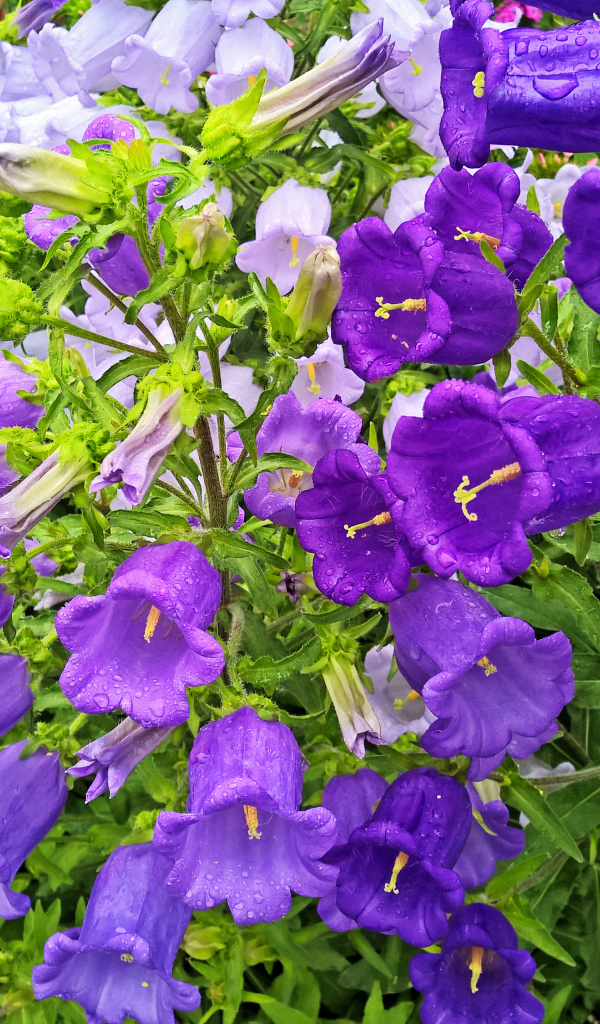 Красивые фиолетовые цветы колокольчики в каплях росы 