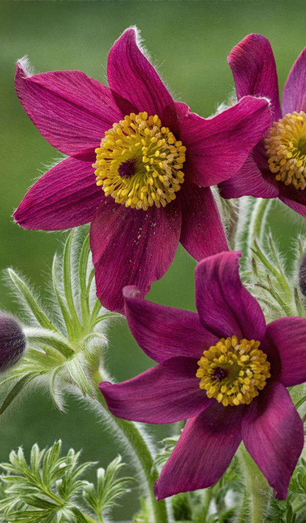 Красивые фиолетовые цветы прострел альпийский крупным планом