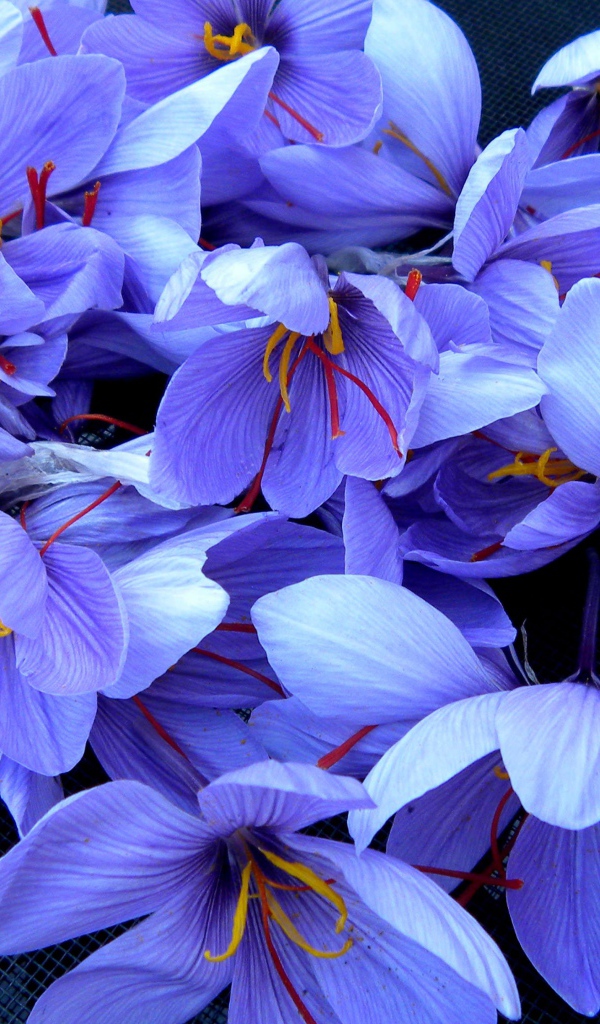 Красивые фиолетовые цветы шафран