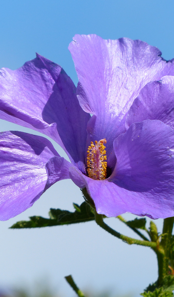 Красивый фиолетовый цветок гибискуса