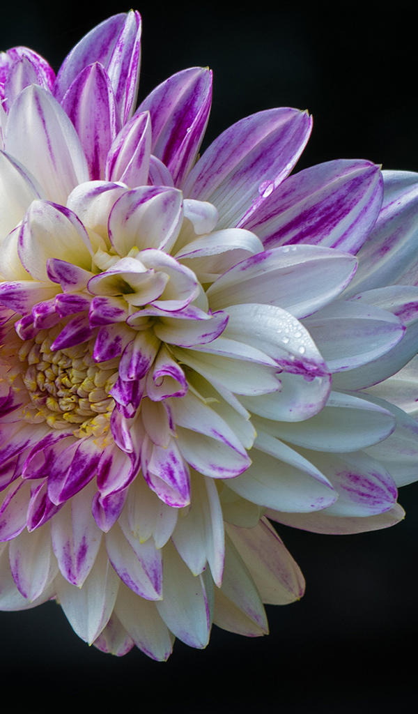 Красивая бело - сиреневая георгина на черном фоне 