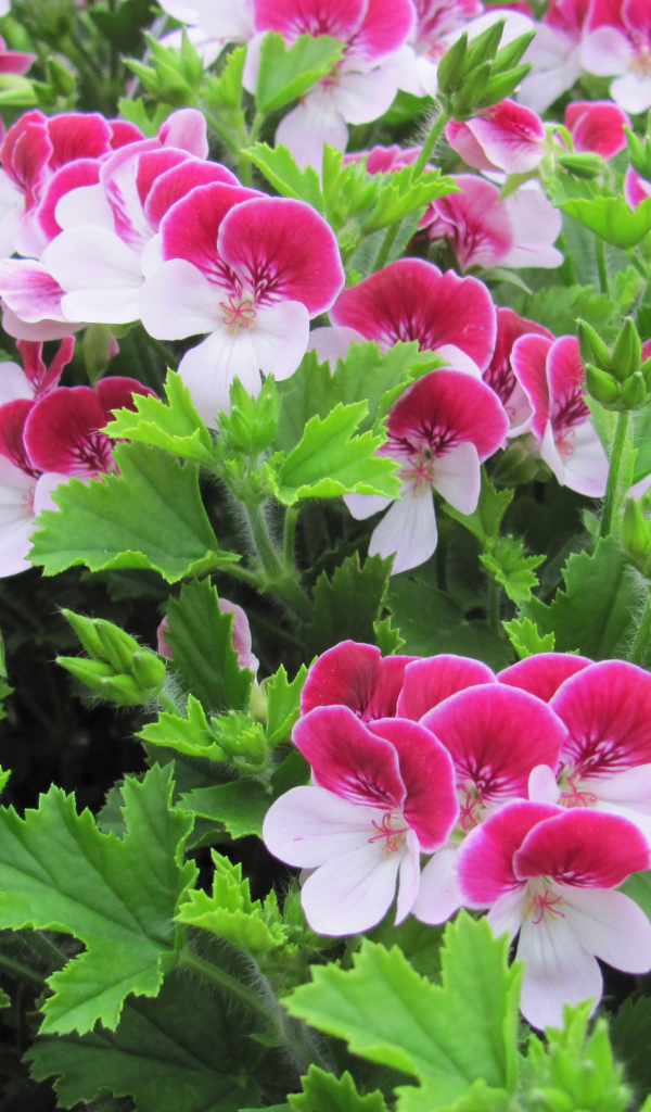 Красивые бело-розовые цветы герани