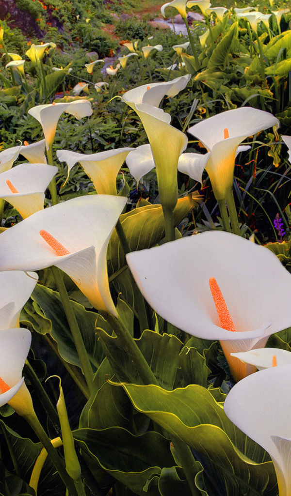 Красивые белые каллы 