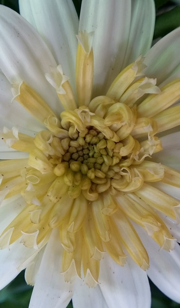 Красивый белый цветок хризантемы крупным планом