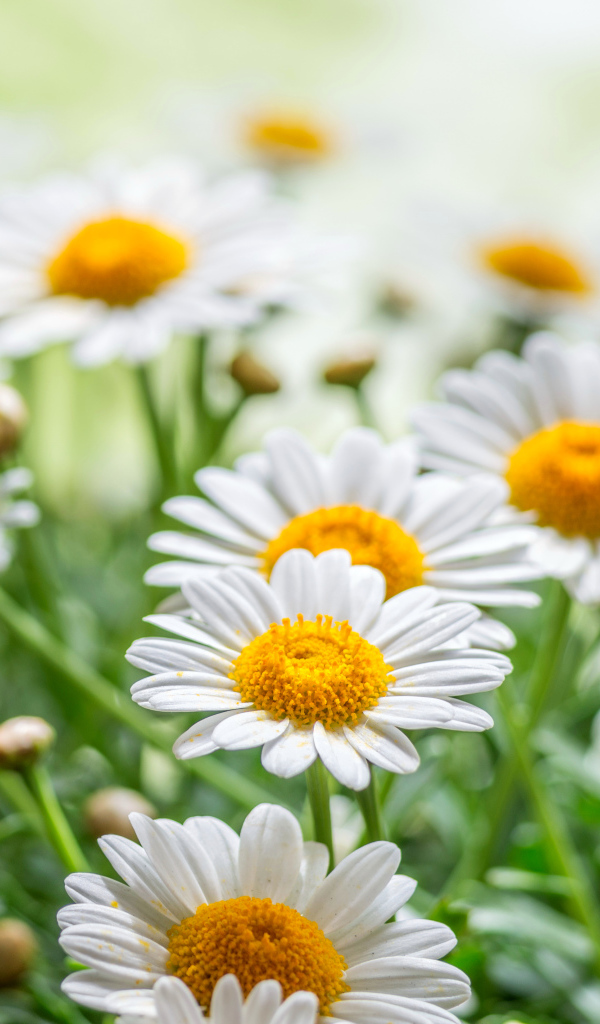 Красивые белые ромашки с желтой серединкой