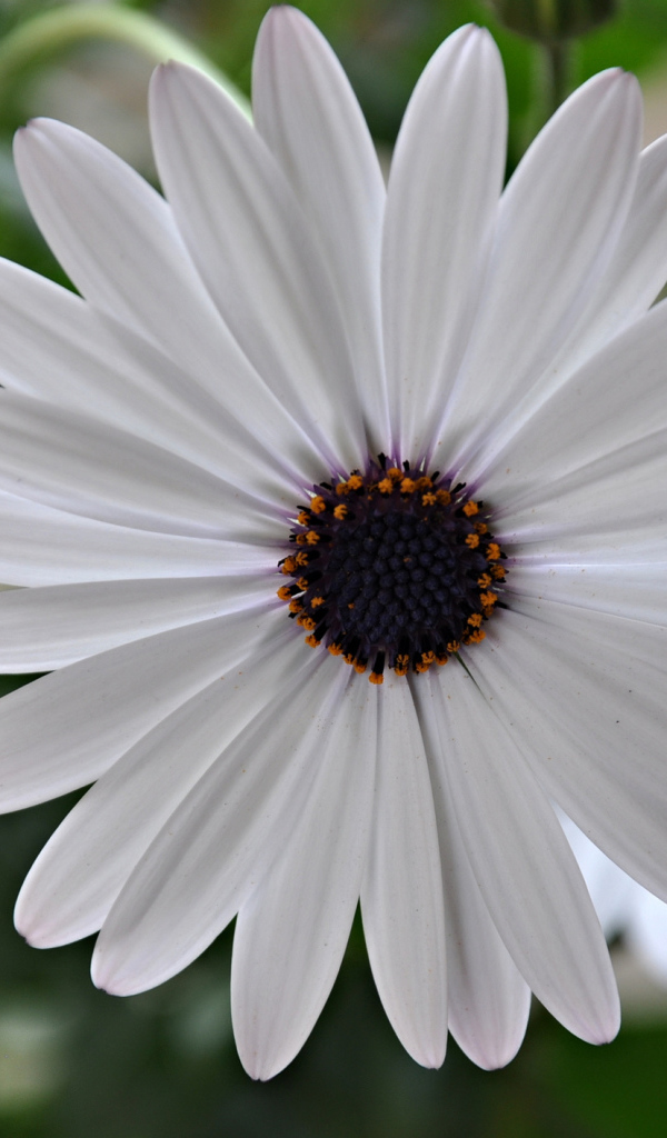 Красивый белый цветок Мезембриантемум крупным планом