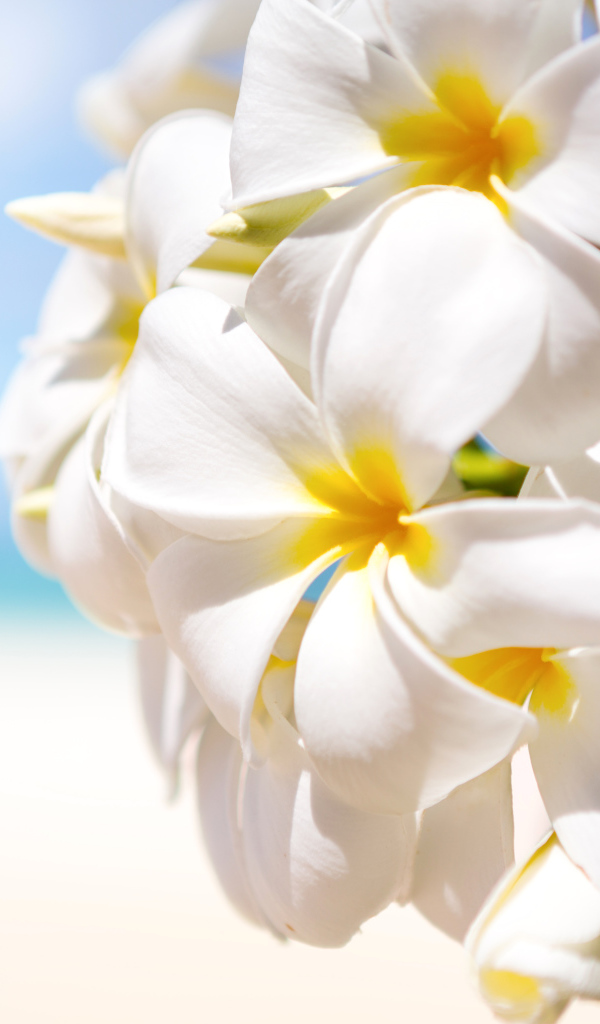 Красивые белые цветы Плюмерия крупным планом