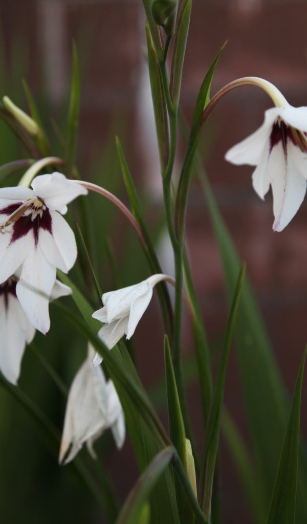 Красивые белые цветы ацидантера