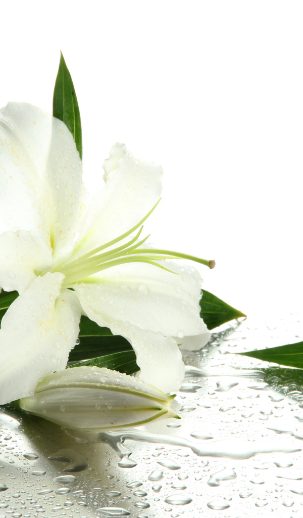Красивые белые лилии в каплях воды на белом фоне