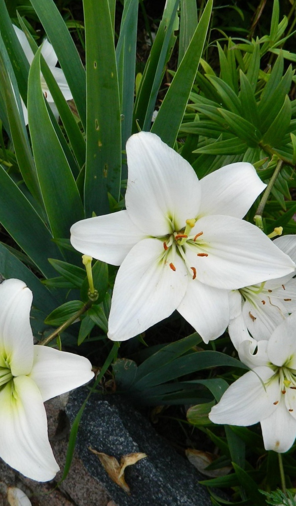 Красивые белые лилии с бутонами на клумбе с цветами