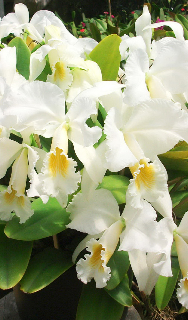 Красивые белые орхидеи на клумбе крупным планом
