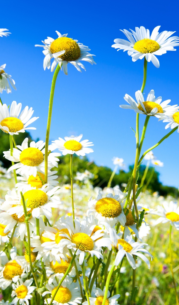 Красивые белые летние ромашки на фоне голубого неба