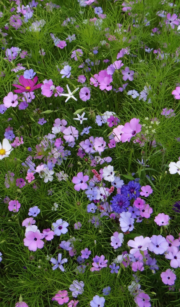 Красивые полевые цветы космея и голубые васильки