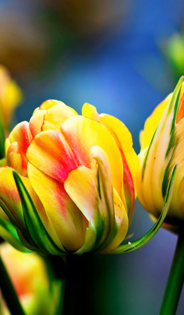 Красивые желто - красные тюльпаны крупным планом