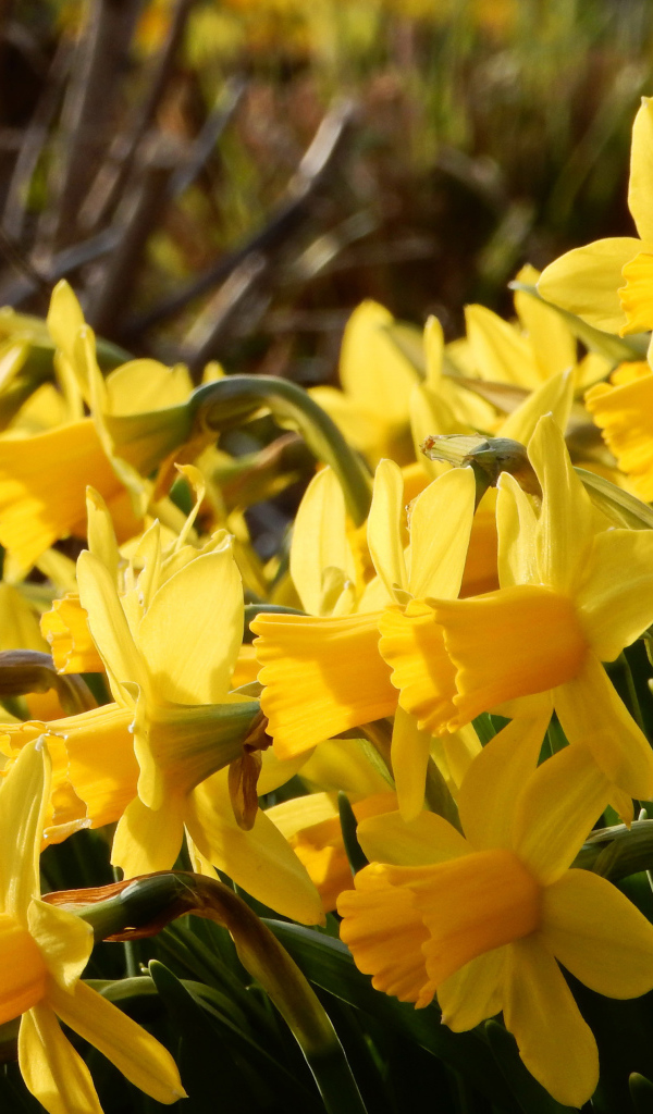 Красивые желтые нарциссы на клумбе 