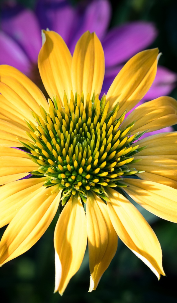 Красивый желтый цветок крупным планом