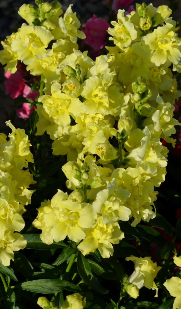 Красивые желтые цветы Львиный зев