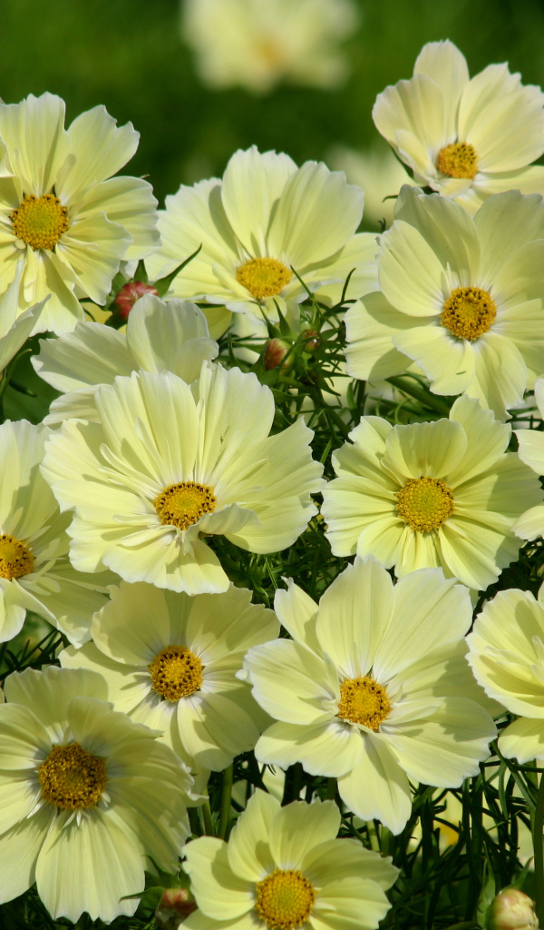 Красивые желтые цветы космея крупным планом