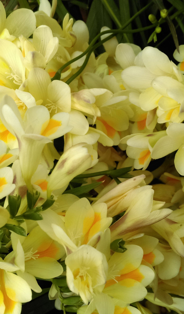 Красивые желтые цветы фрезия крупным планом