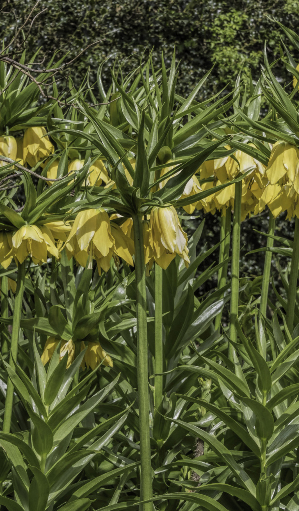 Красивые желтые цветы рябчики 