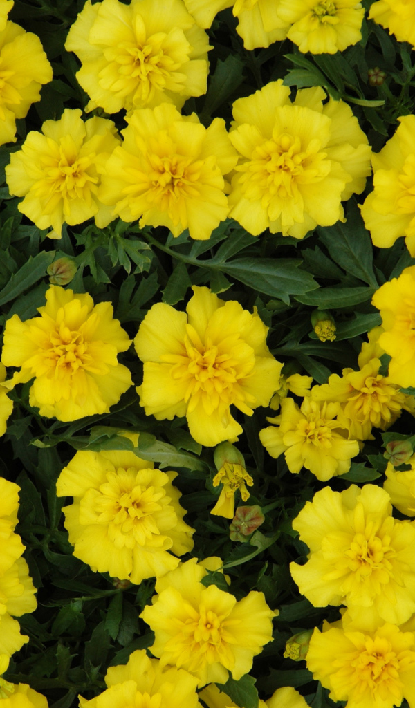 Красивые желтые бархатцы вблизи