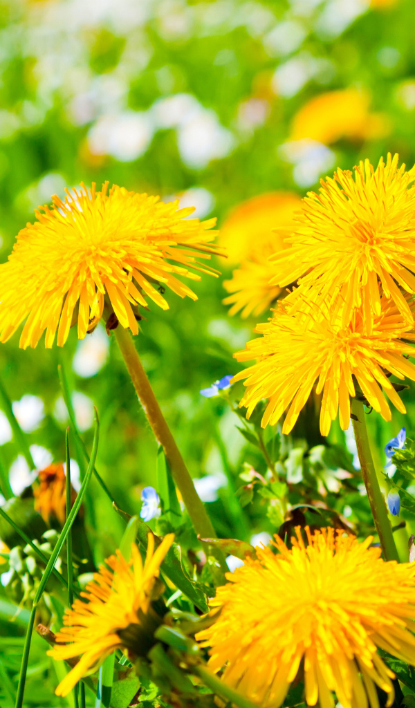 Красивые желтые летние одуванчики с ромашками