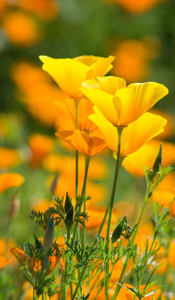 Красивые желтые летние цветы эшшольция калифорнийская