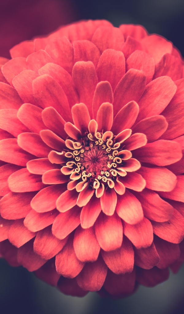 Красивый цветок цинния крупным планом