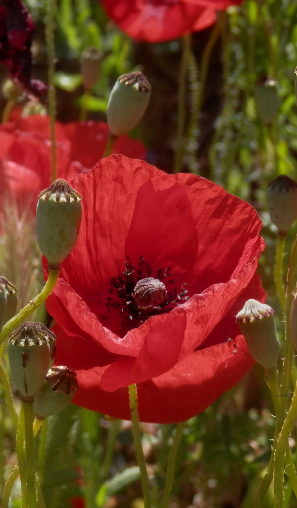 Большие красивые красные маки в поле 