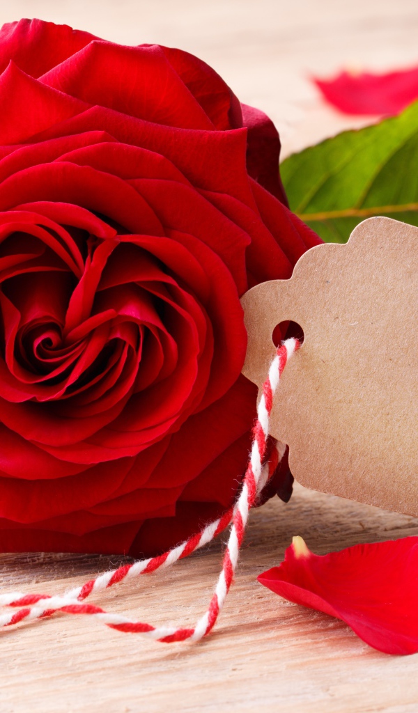 Большая красивая красная роза с открыткой крупным планом