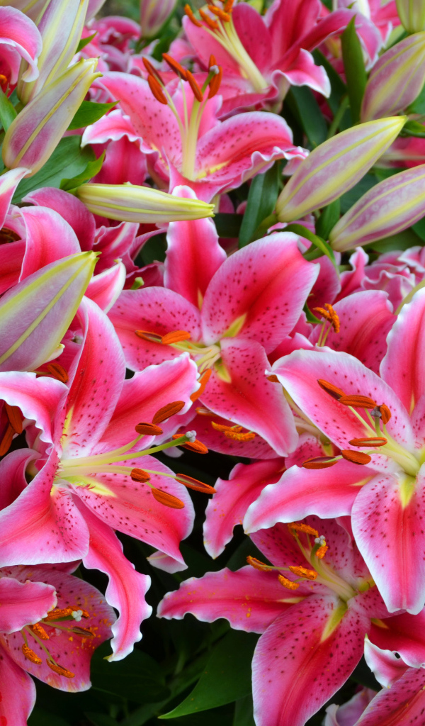 Большой букет красивых розовых лилий  