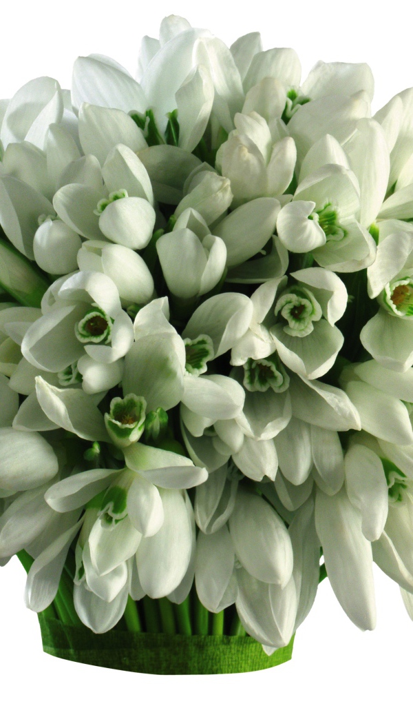 Большой букет подснежников на белом фоне 