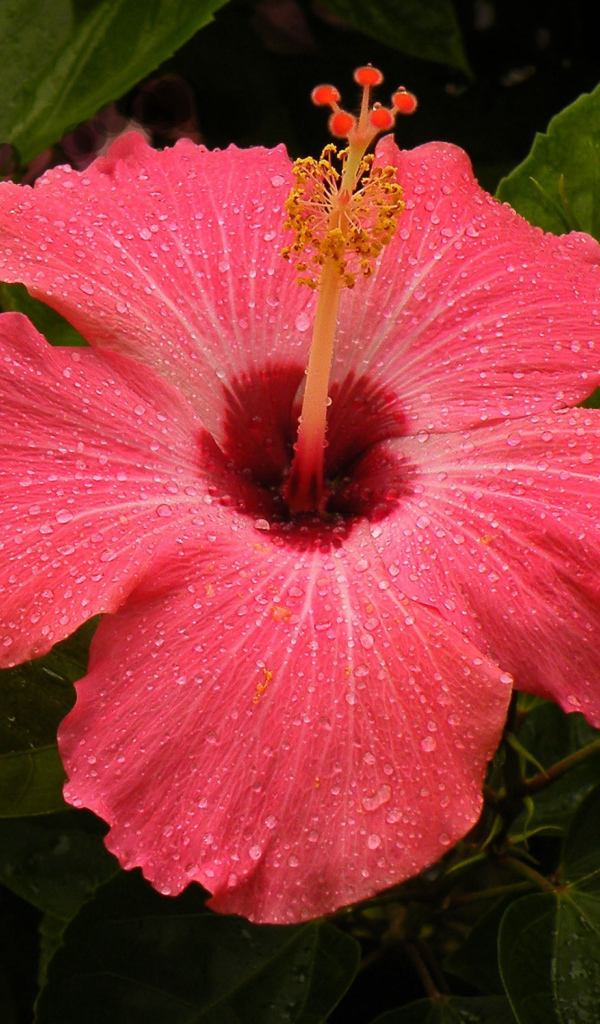 Большой красный цветок  гибискус 