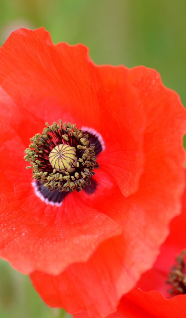 Большой цветок красного мака крупным планом 