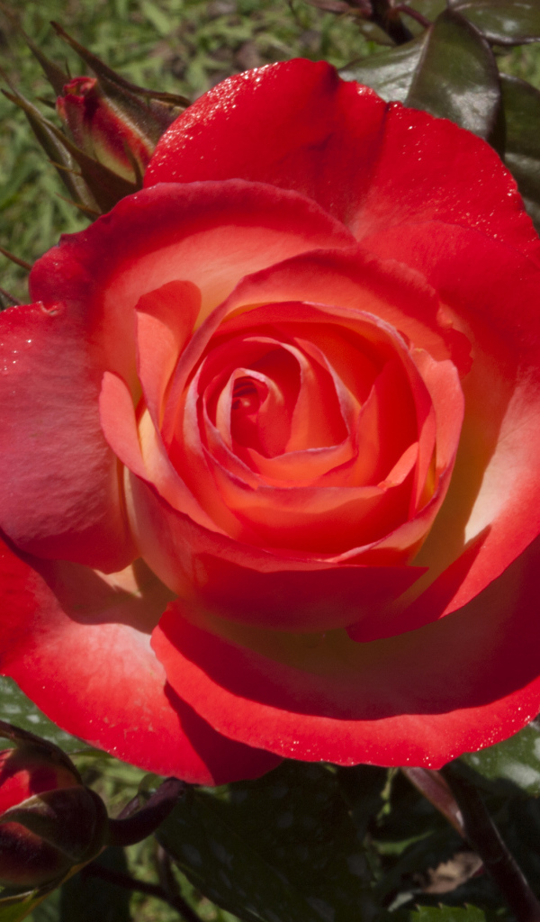 Большая красная роза с зелеными листьями крупным планом