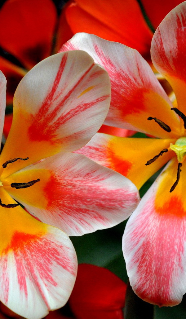 Распустившиеся розовые тюльпаны 