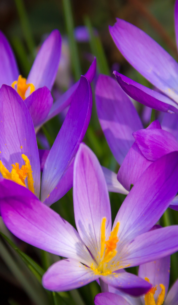 Распустившиеся фиолетовые крокусы крупным планом