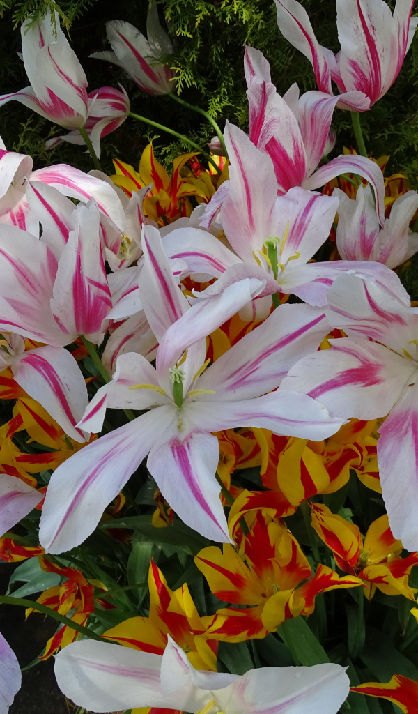 Распустившиеся цветы тюльпаны 