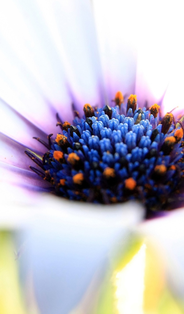 Синяя сердцевина белого цветка 