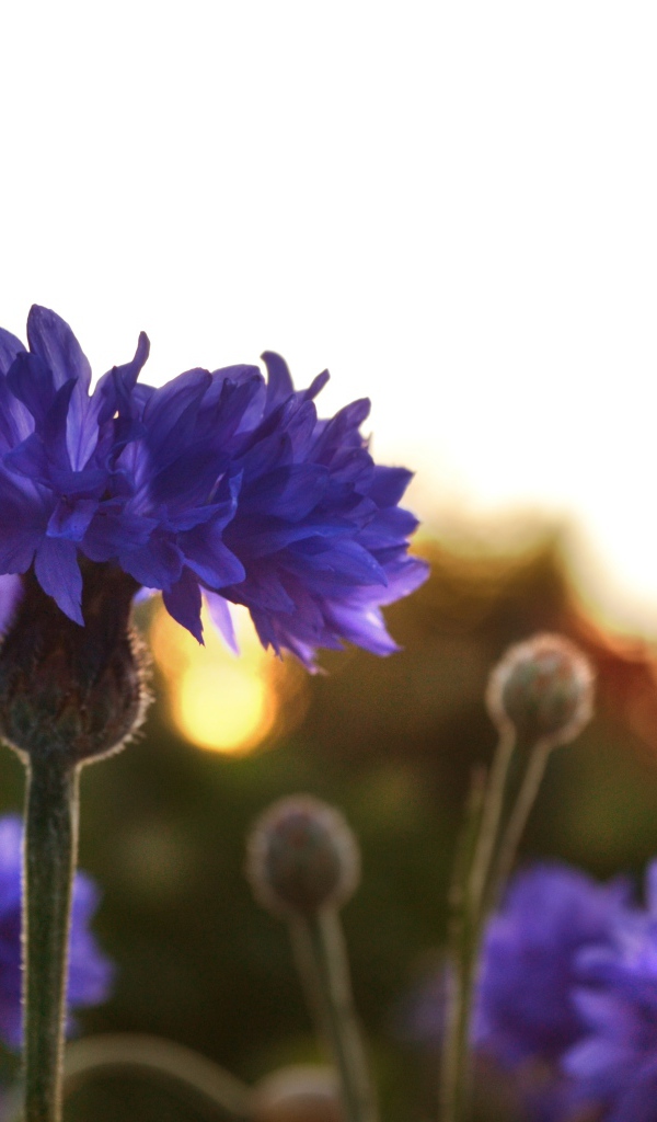 Голубые васильки на рассвете  